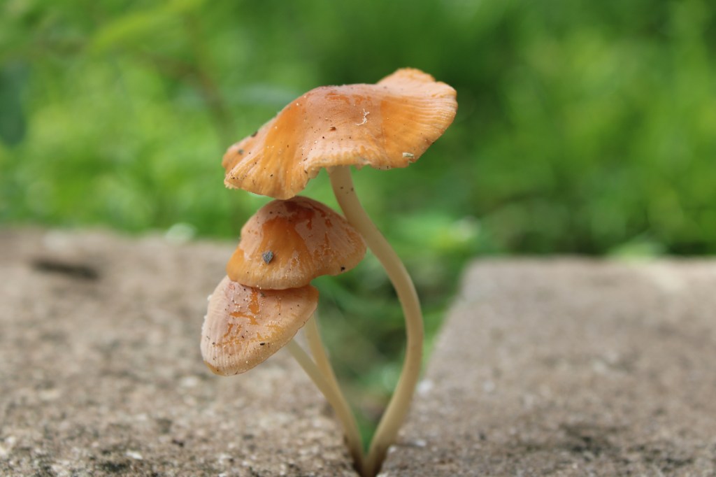 Why Our Children’s Attention Is Being Destroyed (And How to Rescue&nbsp;It)